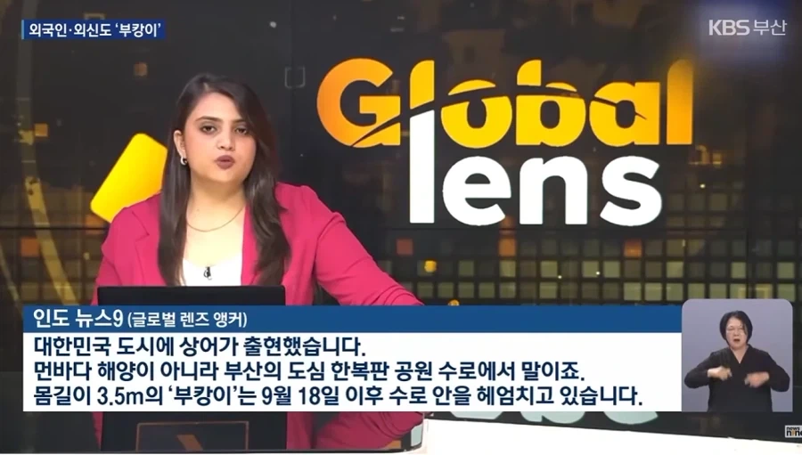 외신까지 타버린 부산 상어.jpg - 이미지 4