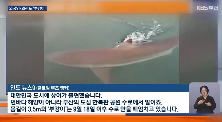 외신까지 타버린 부산 상어.jpg - 이미지 5