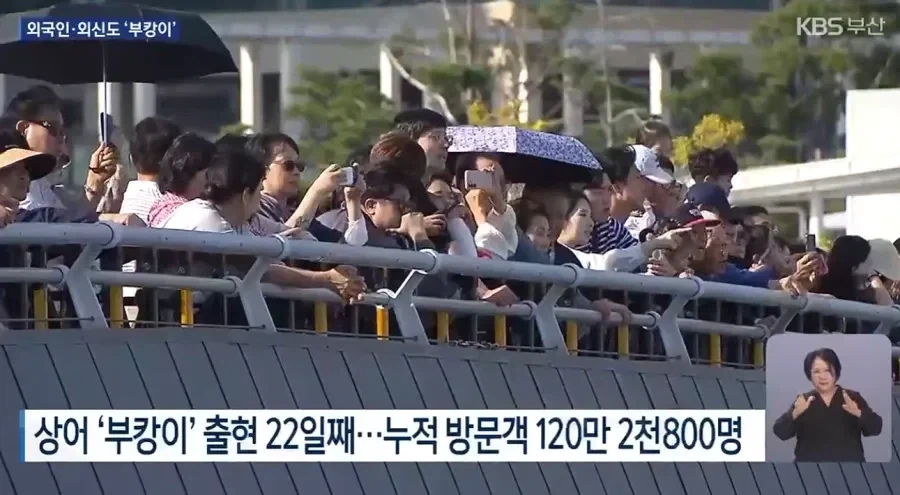 여수박람회 30일 VS 부캉이 22일의 대결.jpg - 이미지 6