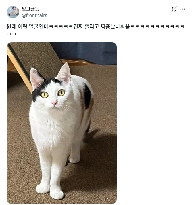 표독한 고양이 - 이미지 2