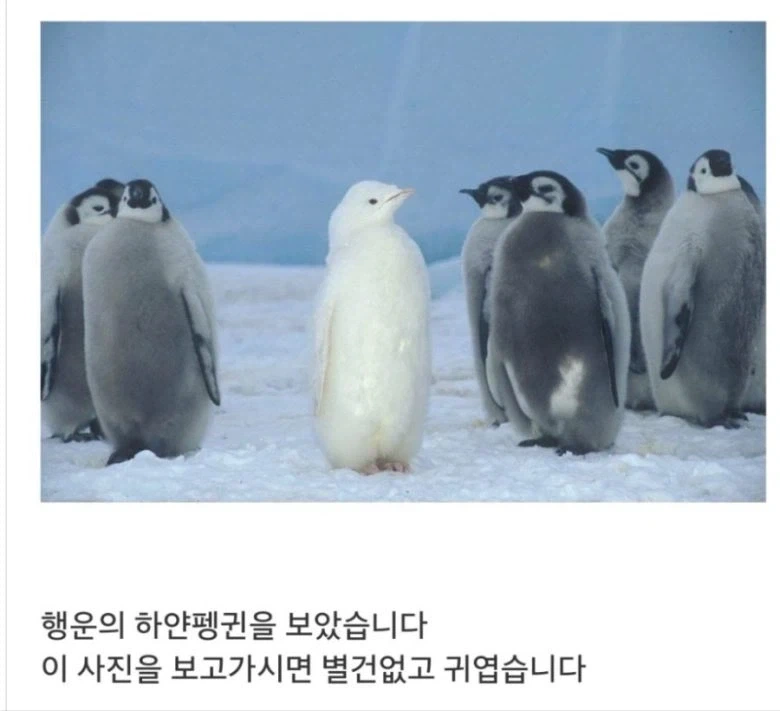앗! 당신은 행운의 펭귄을 보았습니다