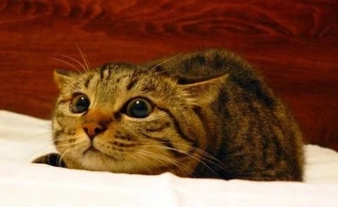 고양이를 모르는 사람을 위한 고양이 표정 강의 - 이미지 3