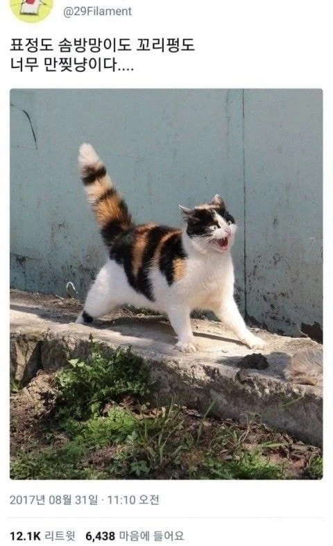 고양이를 모르는 사람을 위한 고양이 표정 강의 - 이미지 5