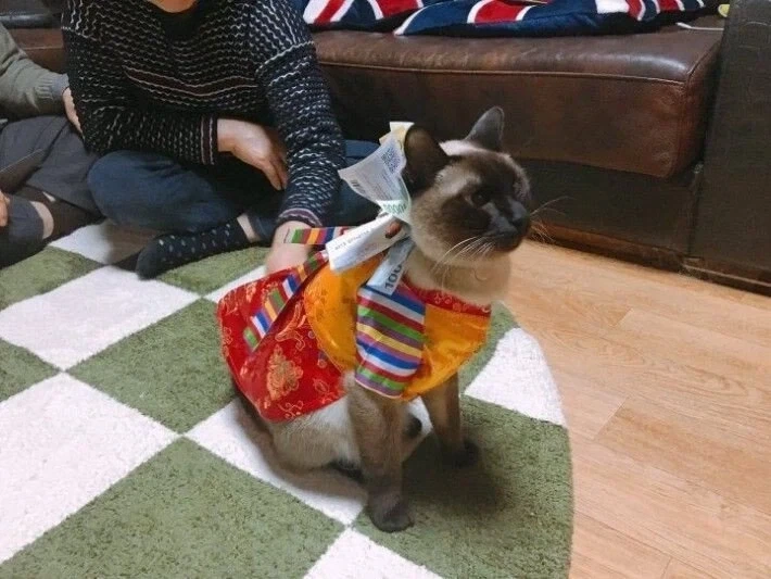 꼬까옷 입고 용돈 받음.jpg - 이미지 4