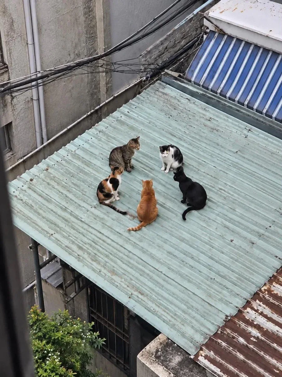 고양이들이 자주 한다는 것