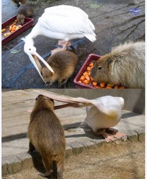 펠리컨은 입에 들어가는건 전부 삼키고 보기 때문에