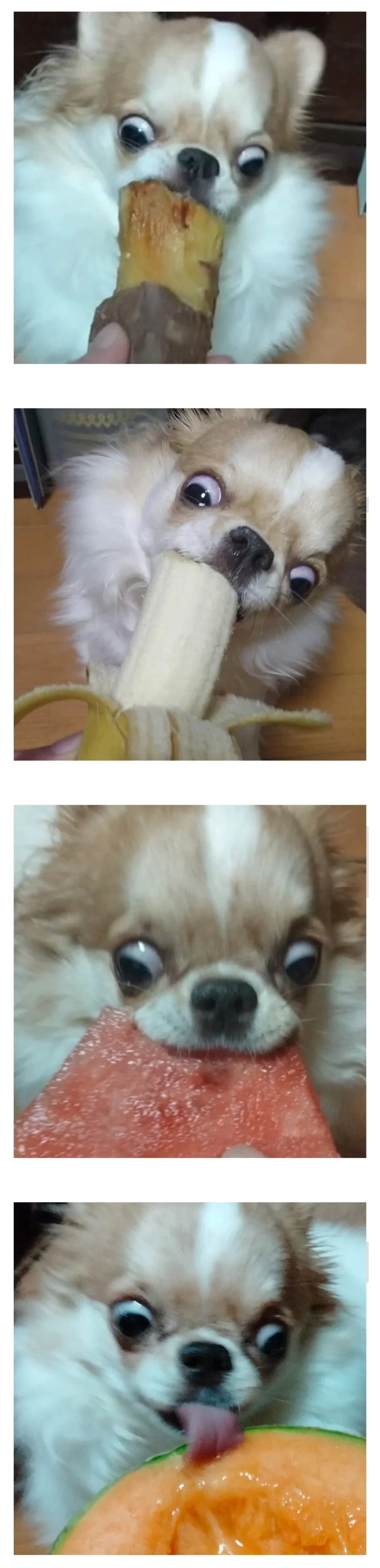 식탐이 많은 강아지