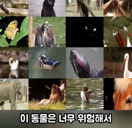 세상에서 가장 위험한 동물.jpg - 이미지 2