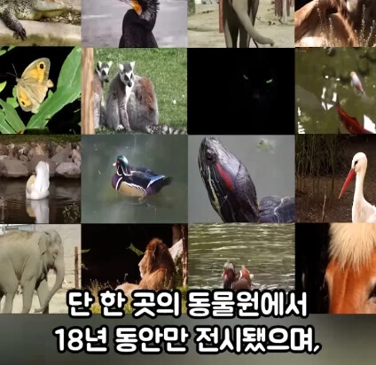 세상에서 가장 위험한 동물.jpg - 이미지 3