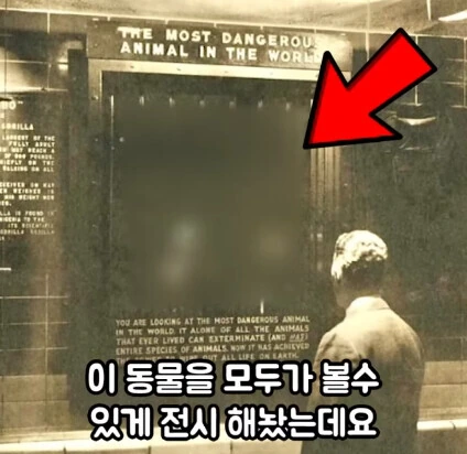 세상에서 가장 위험한 동물.jpg - 이미지 5