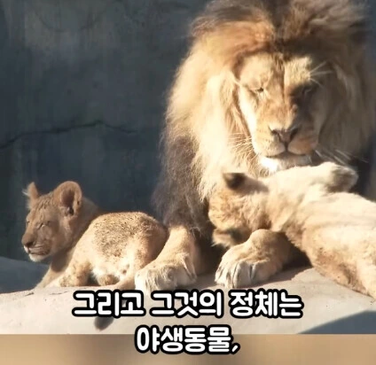 세상에서 가장 위험한 동물.jpg - 이미지 14