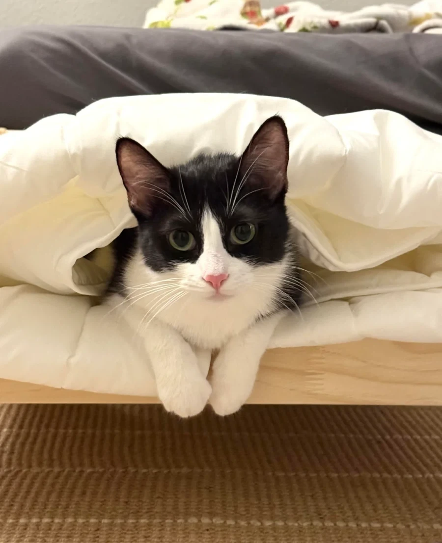 이케아 고양이 침대 - 이미지 4