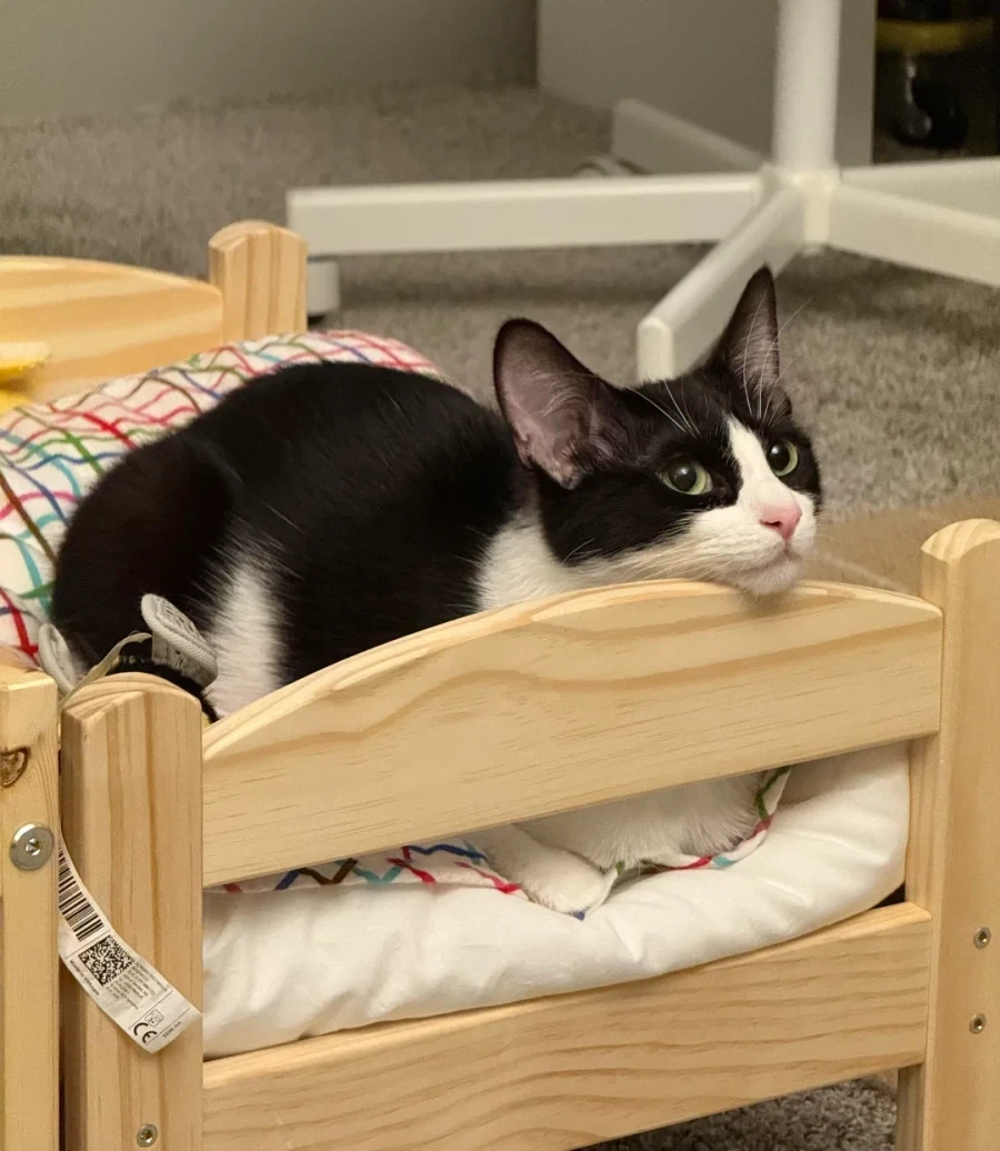 이케아 고양이 침대 - 이미지 8