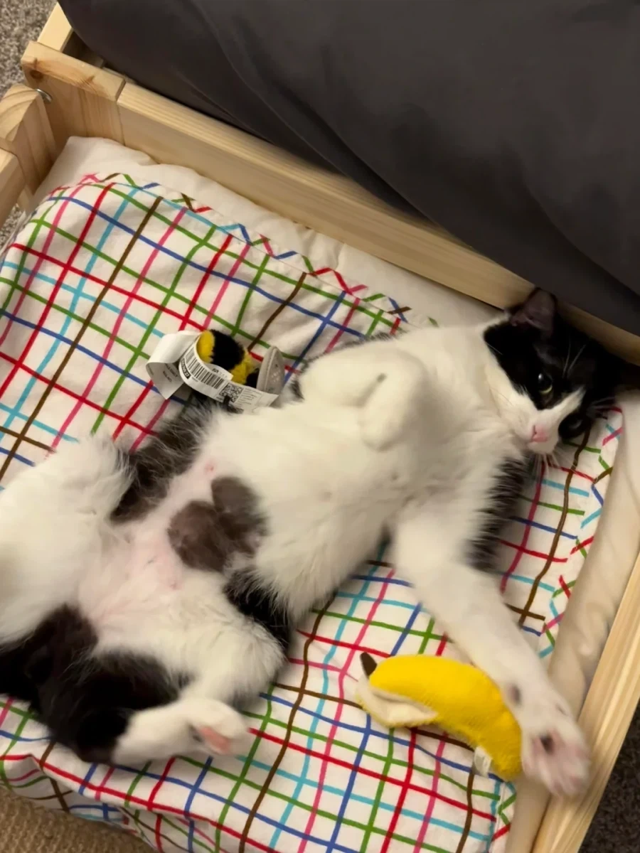 이케아 고양이 침대 - 이미지 9
