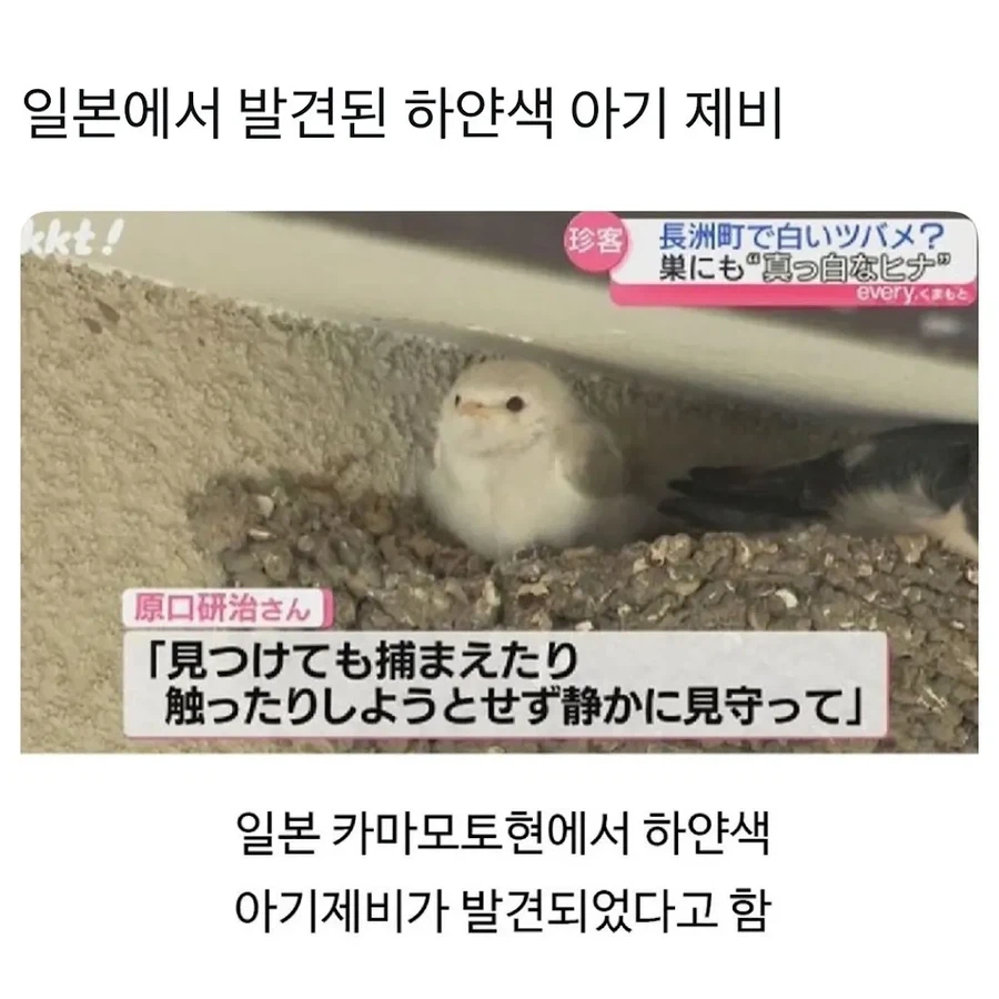 자연에선 오래 살기 힘들다는 돌연변이