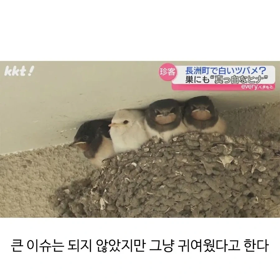 자연에선 오래 살기 힘들다는 돌연변이 - 이미지 2