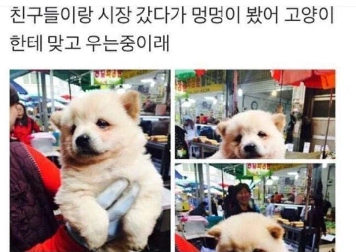 시장에서 만난 고양이한테 처맞고 우는 멍뭉이 .jpg