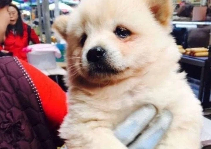 시장에서 만난 고양이한테 처맞고 우는 멍뭉이 .jpg - 이미지 2