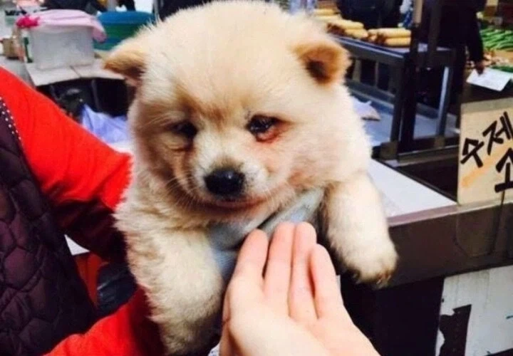 시장에서 만난 고양이한테 처맞고 우는 멍뭉이 .jpg - 이미지 4
