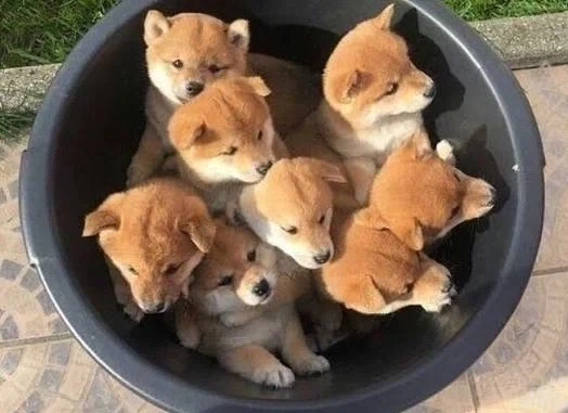 일본개시바새끼