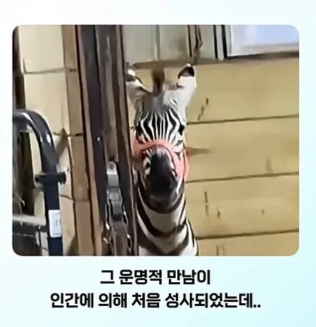 말과 얼룩말의 만남.jpg - 이미지 2