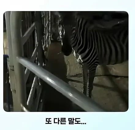 말과 얼룩말의 만남.jpg - 이미지 4
