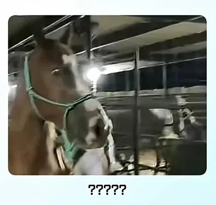 말과 얼룩말의 만남.jpg - 이미지 5