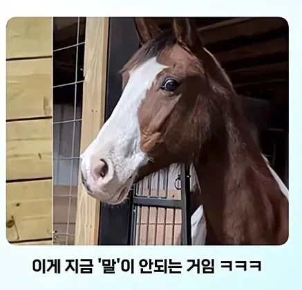 말과 얼룩말의 만남.jpg - 이미지 8