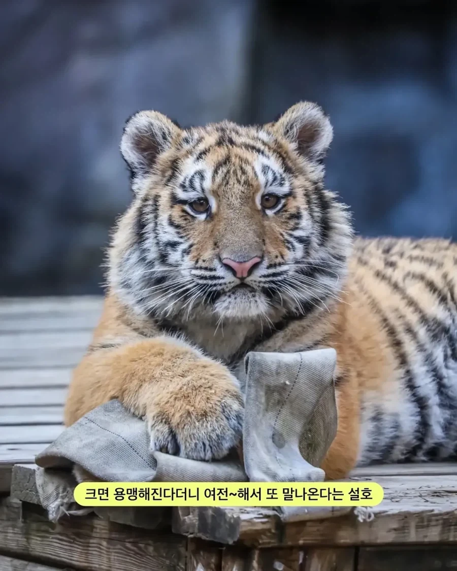 가족들과 다른 외모.jpg - 이미지 2