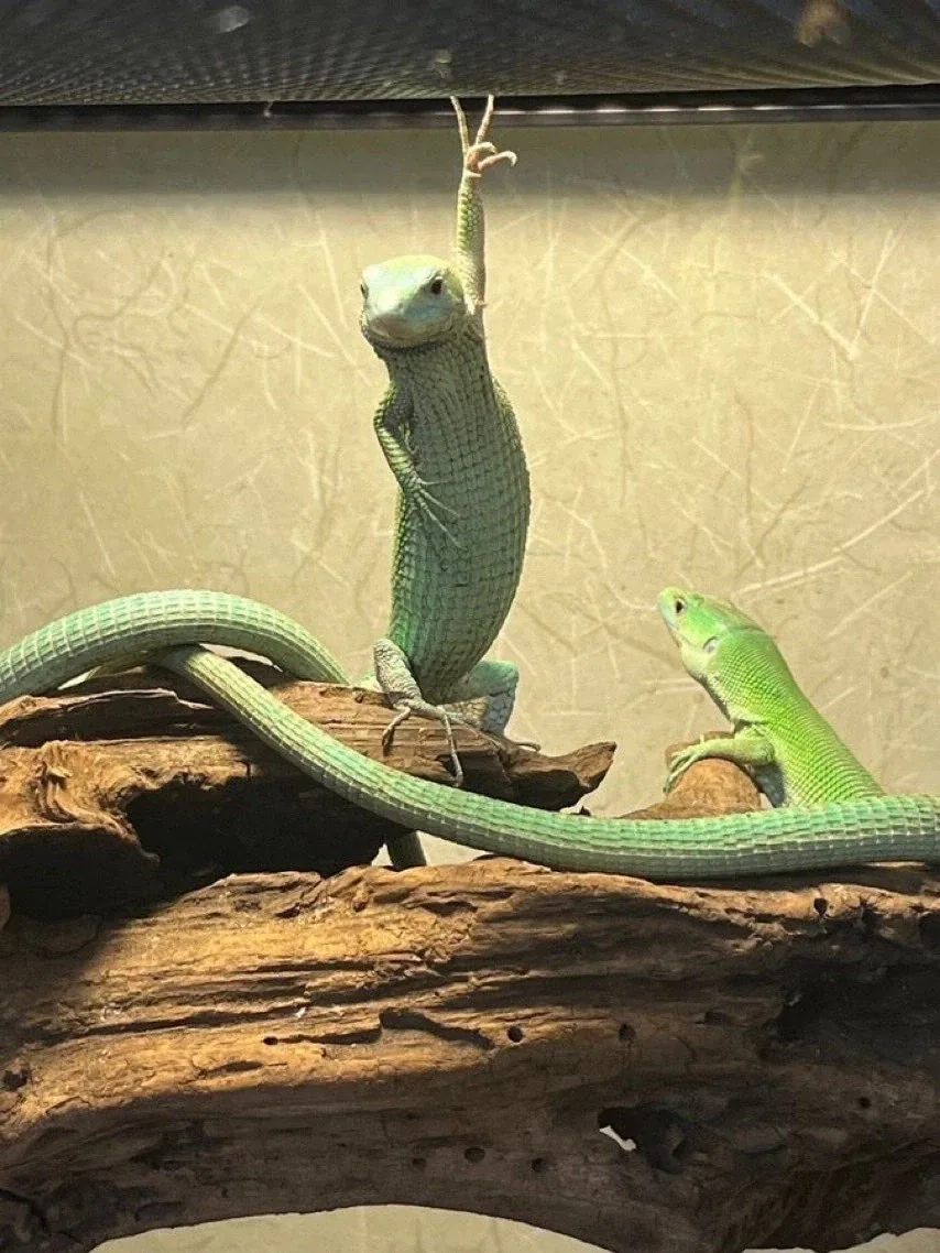 셔터 찬스를 아는 도마뱀.jpg