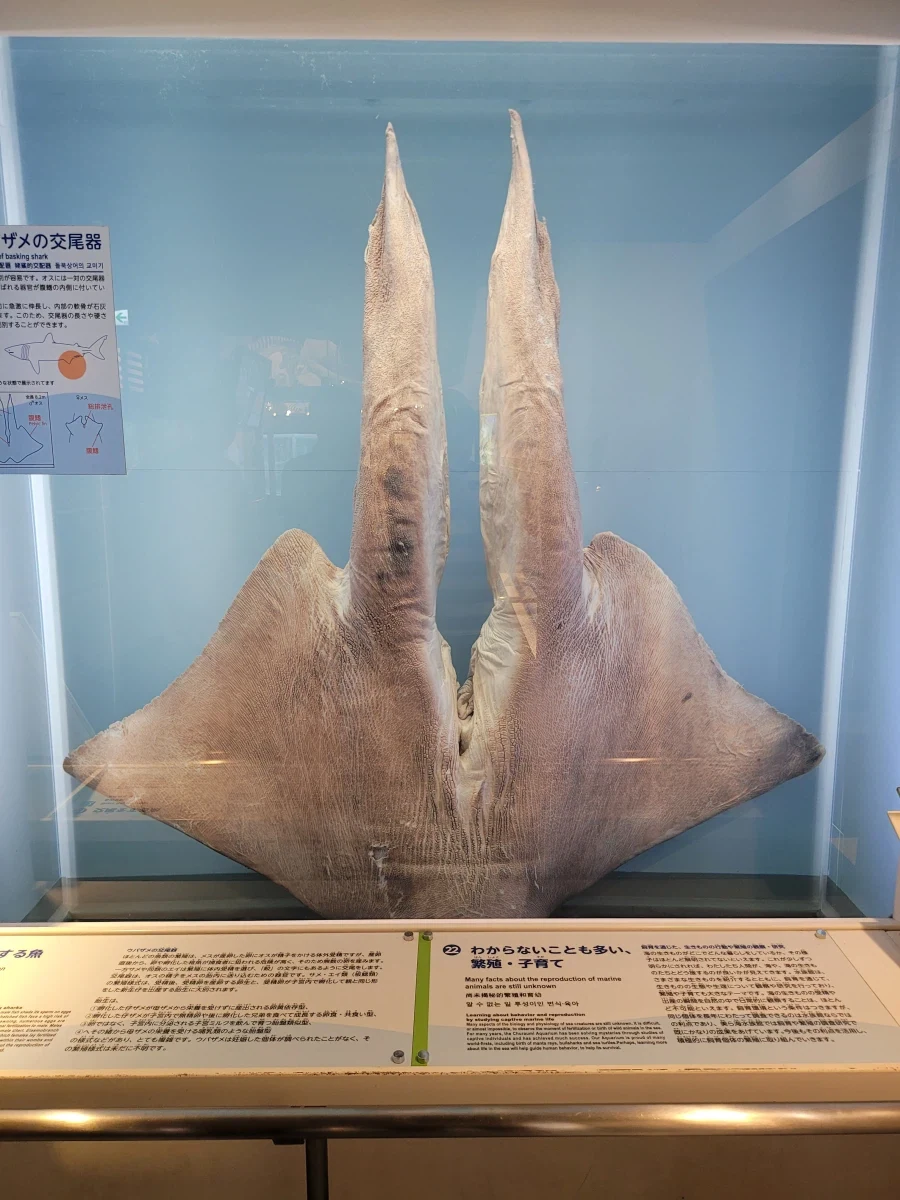 상어 하면 역시