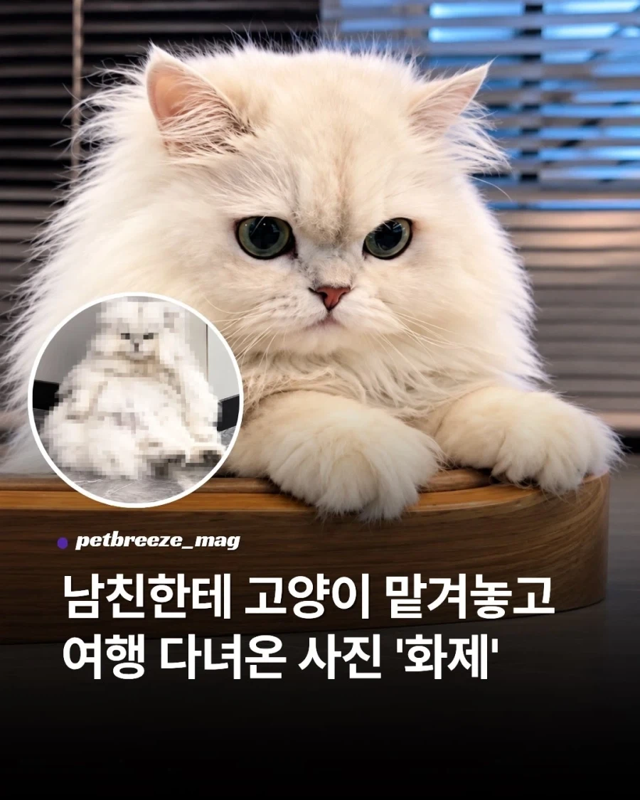 남친에게 고양이 맡겨놓고 여행 다녀온 사진 화제...