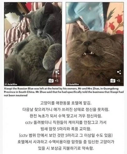 어느 수컷 고양이의 알파메일 호텔 체험기