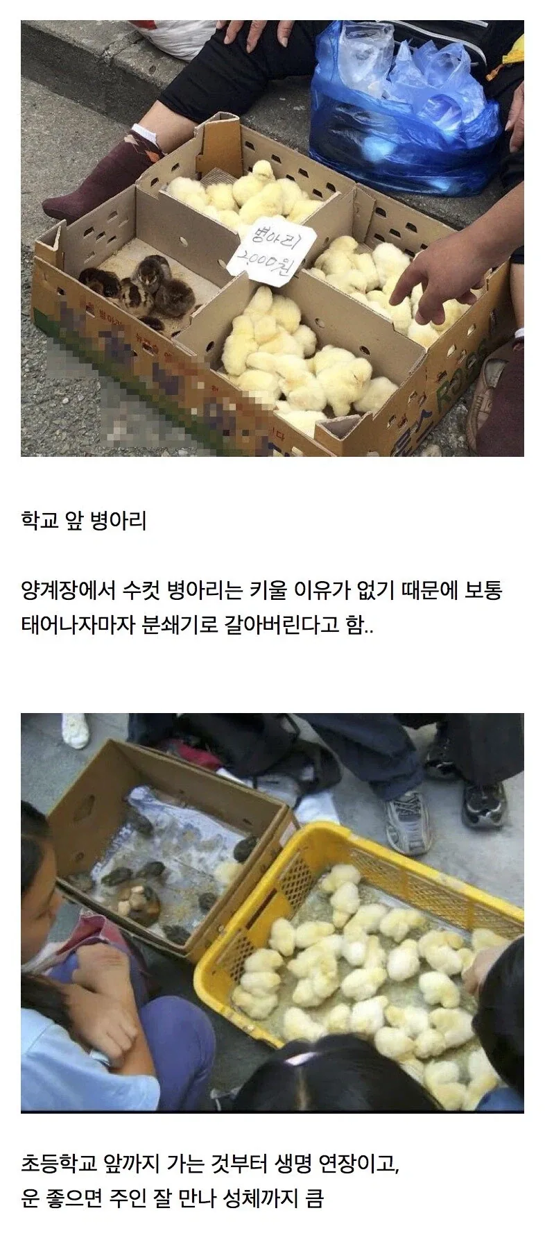 의외로 동물복지였던 것.jpg
