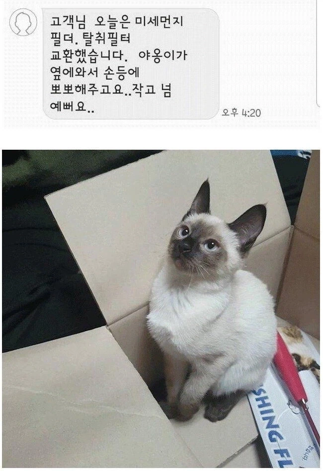 기사님 손등에 뽀뽀해준 샴고양이