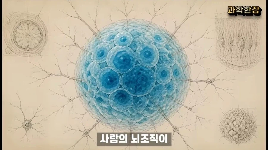 (공포) 생쥐의 머리에 인간의 뇌를 배양한 과학자들 - 이미지 4