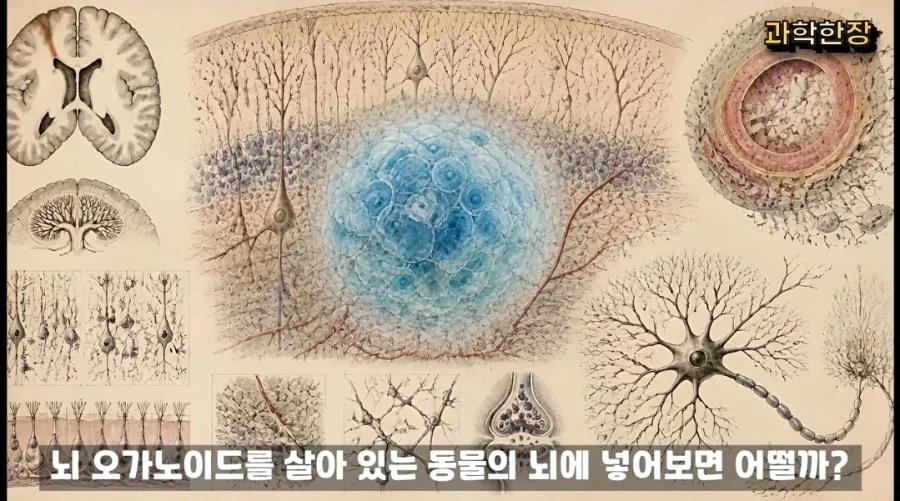 (공포) 생쥐의 머리에 인간의 뇌를 배양한 과학자들 - 이미지 6