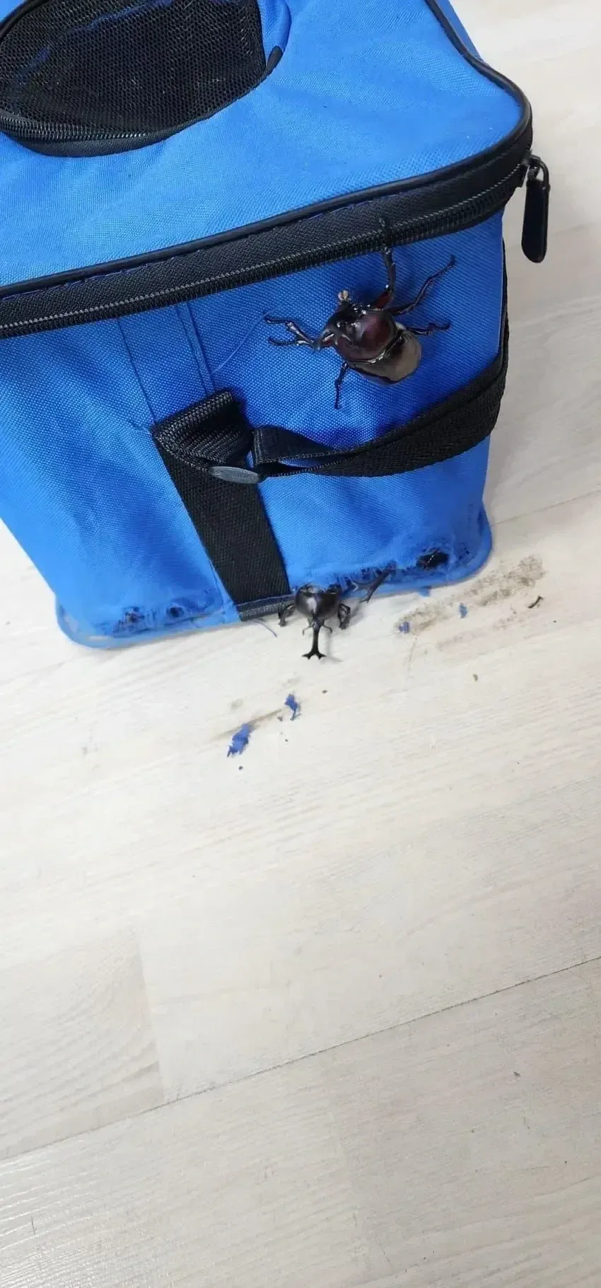 장수풍뎅이를 가방에 넣으면 안되는 이유.jpg - 이미지 3