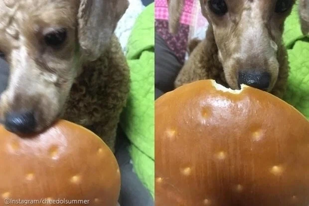 강아지의 하찮은 한입만.jpg