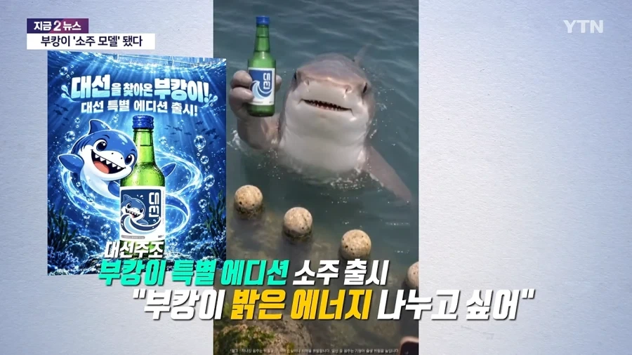 부캉이 활용 시작한 부산쪽...