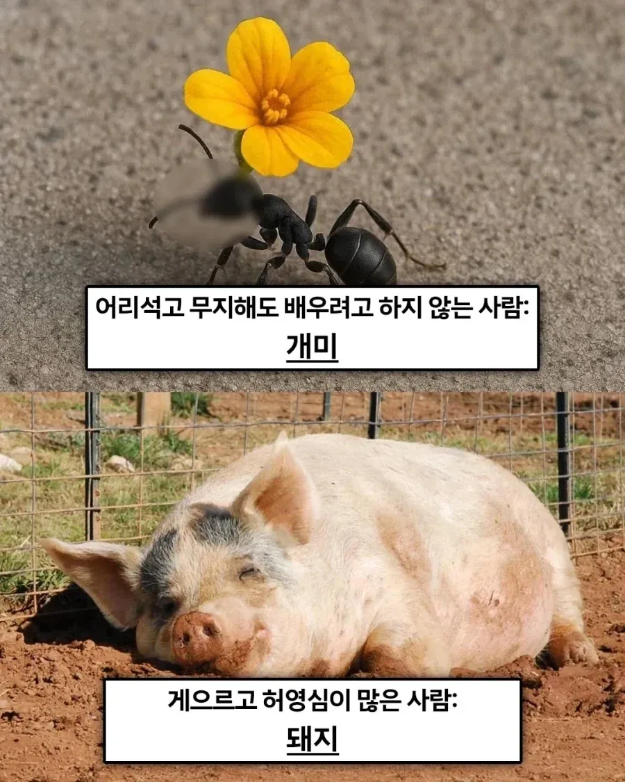 불교에선 죄업을 쌓으면 동물로 환생한다고 한다. - 이미지 2