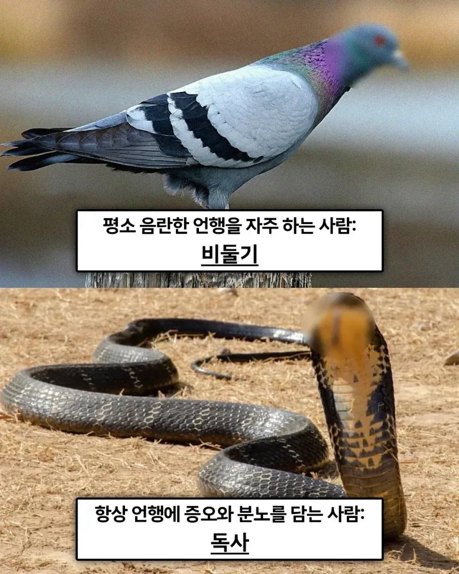 불교에선 죄업을 쌓으면 동물로 환생한다고 한다. - 이미지 3