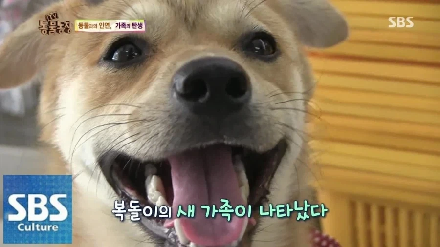 근데 복돌이가 진짜 많긴 하더라