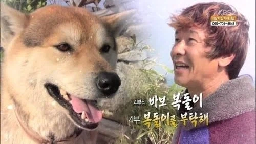 근데 복돌이가 진짜 많긴 하더라 - 이미지 2