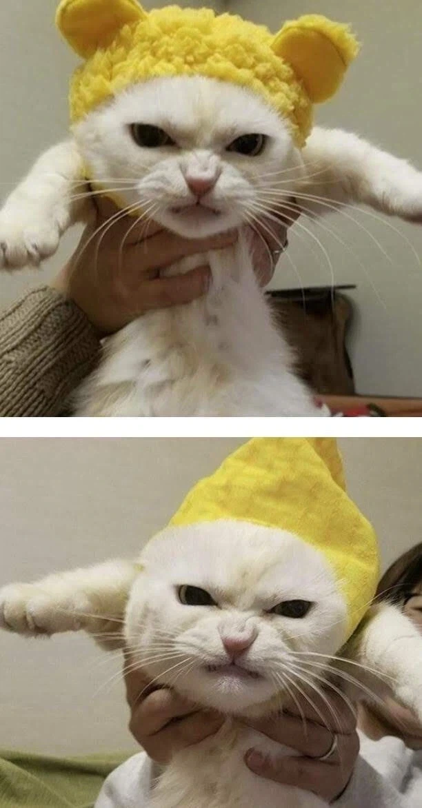 모자가 싫어.jpg