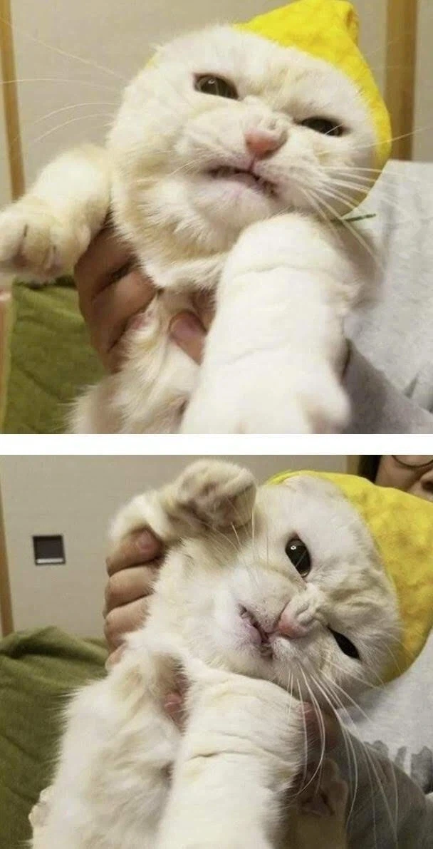 모자가 싫어.jpg - 이미지 2