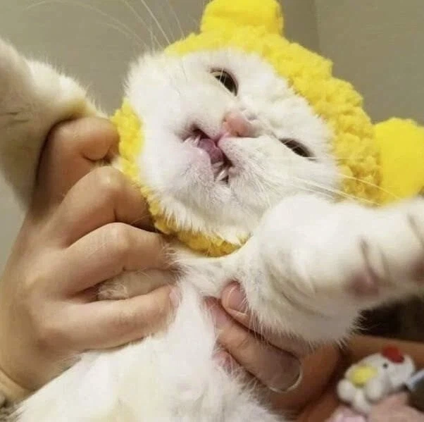 모자가 싫어.jpg - 이미지 3