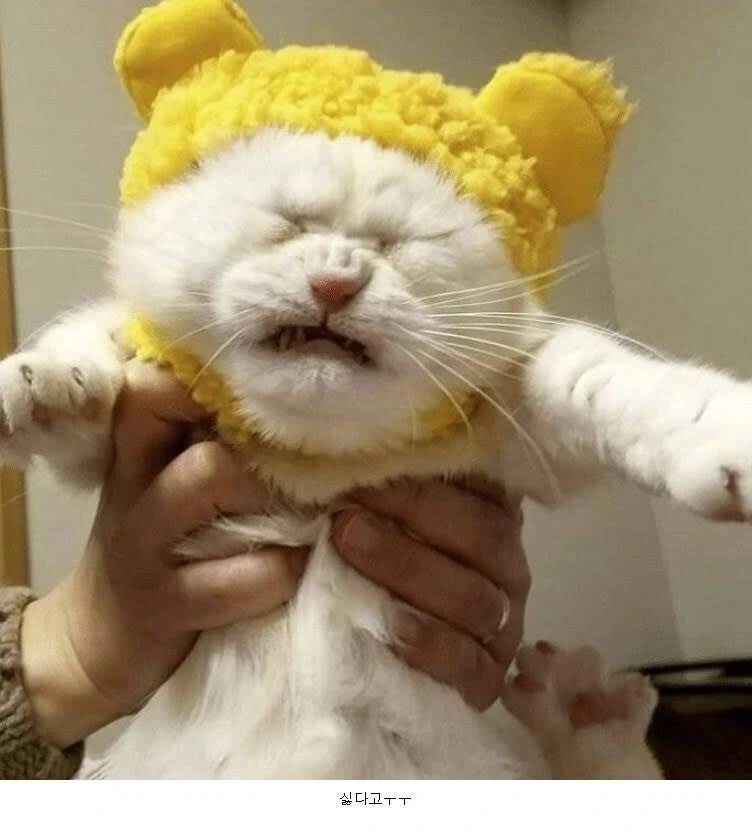 모자가 싫어.jpg - 이미지 4