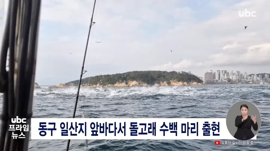 울산 동구 앞바다, 돌고래 수백마리 출현.jpg - 이미지 2