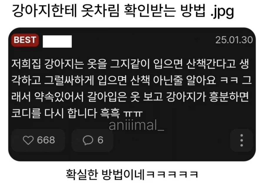 강아지한테 옷차림 확인받는방법